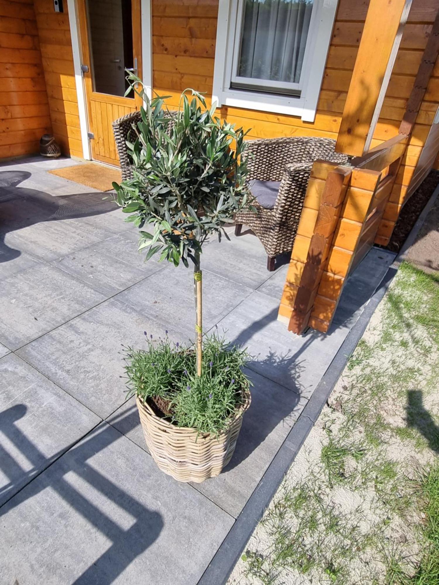 Nieuw - Luxe Blokhut Chalet In Bosrijke Omgeving Anloo Bagian luar foto