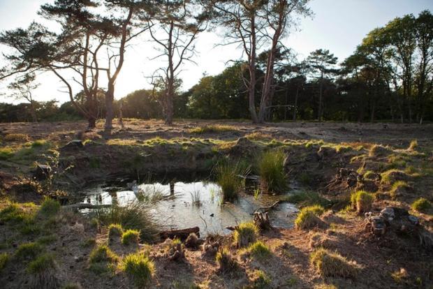 Nieuw - Luxe Blokhut Chalet In Bosrijke Omgeving Anloo Bagian luar foto