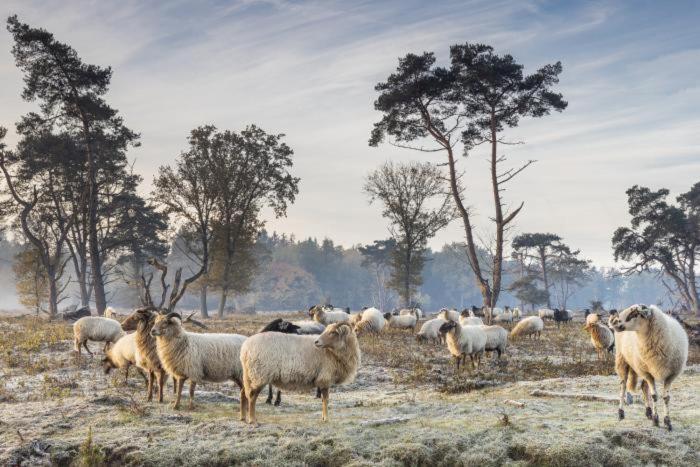 Nieuw - Luxe Blokhut Chalet In Bosrijke Omgeving Anloo Bagian luar foto